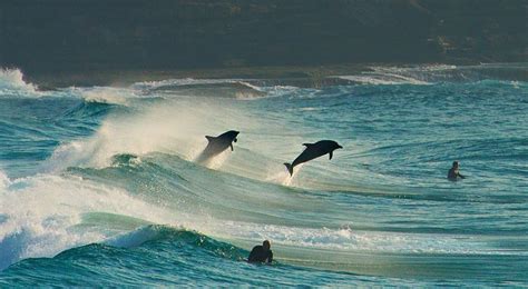 Surfing with the locals at Bronte Beach | Sydney beaches, Bronte beach, Beach