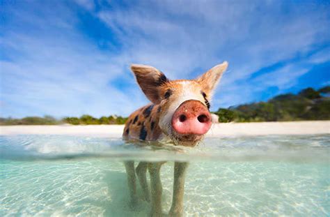 10 Animals To Meet In The Bahamas – Fodors Travel Guide