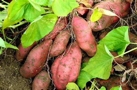 Sweet Potato : The Healthy Tuber - Bigbasket Lifestyle Blog