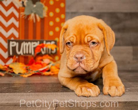 Dogue de Bordeaux Puppies - Pet City Pet Shops