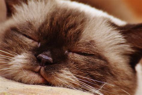 Free picture: whisker, Persian cat, eye, kitten, portrait, fur, animal, cute, feline