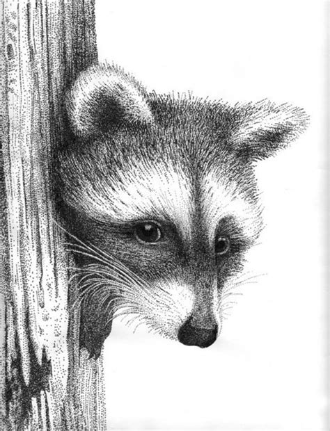 Racoon Pen Drawing By Rens Ink | absolutearts.com