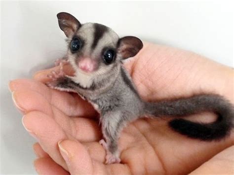 Baby sugar glider : aww