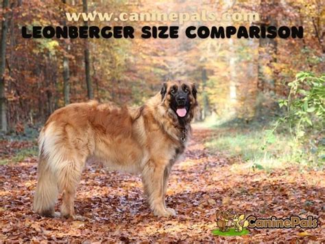 Leonberger Size Comparison Details - Canine Pals