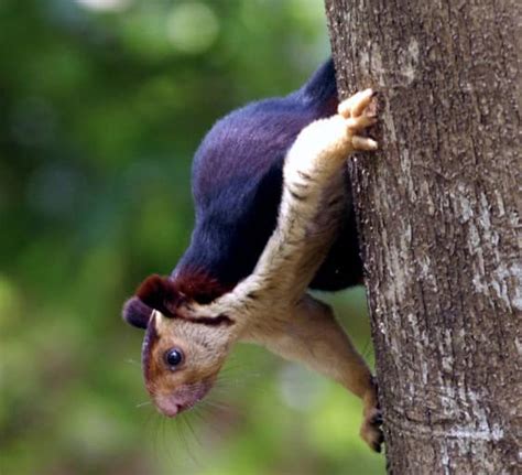 With its Habitat in Danger, the Grizzled Giant Squirrel Struggles to ...