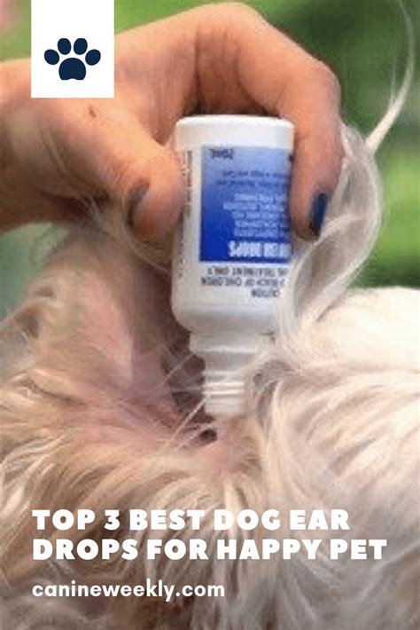 3 Best Dog Ear Drops in 2021 (That Actually Work!) | Canine Weekly ...