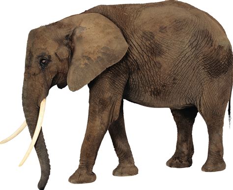 African Elephant SVG