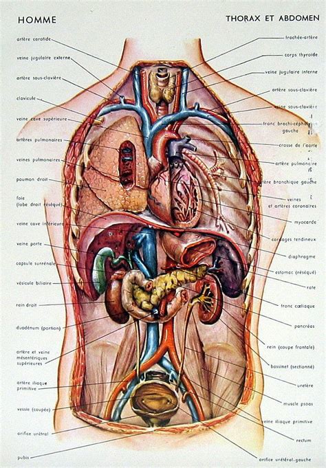 Abdominal Organs Diagram Woman