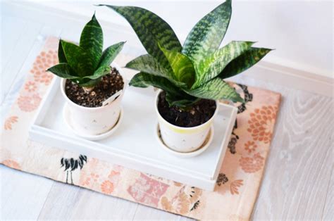 Benefits of Houseplants for Clean Air | Mission LED Blog