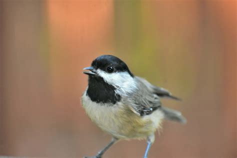 Bird Macro Photography Of White And Black Bird Finch Image Free Photo