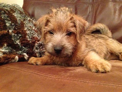 Norfolk terrier puppy Rocky too cute | Norfolk terrier puppies, Norfolk ...