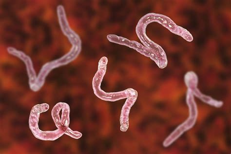 Hookworm Therapy for Ulcerative Colitis