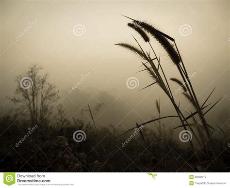 Grass silhouette on sky stock image. Image of sunset - 36580019