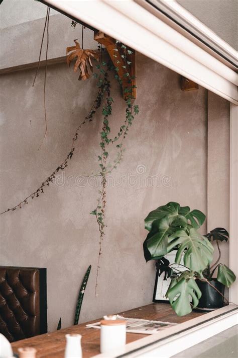 Big Window into Nice Coffee Shop Interior and Nice Plant on the Wooden ...