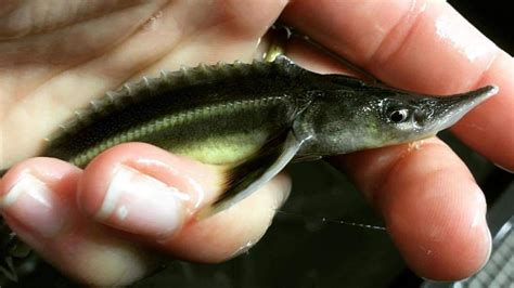 Developing Parentage-Based Tagging to Improve White Sturgeon Conservation Hatchery Methods ...