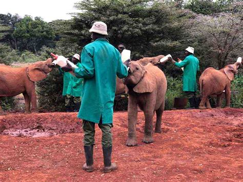 David Sheldrick Wildlife Trust