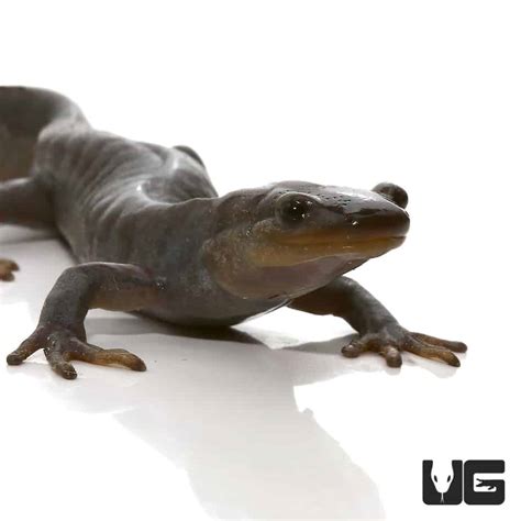 Jefferson Salamander For Sale - Underground Reptiles