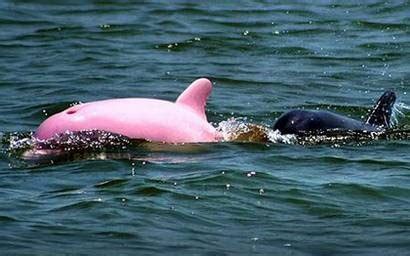 From Bali With Love: A Pink Dolphin? (From Bali With Love)