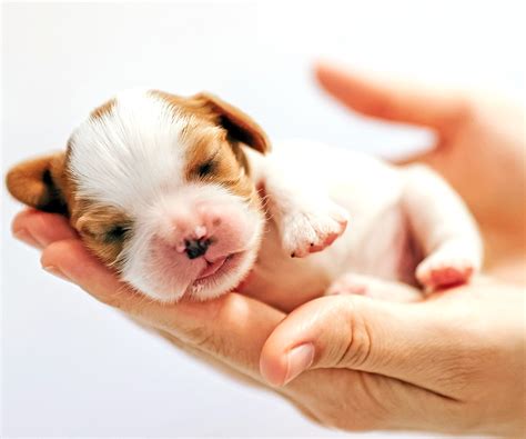 How To Choose The Right Breed Puppy For Your Home - Get Murder Files