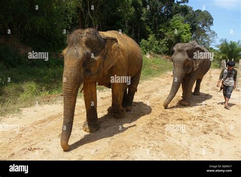 Elephant Sanctuary Stock Photos & Elephant Sanctuary Stock Images - Alamy