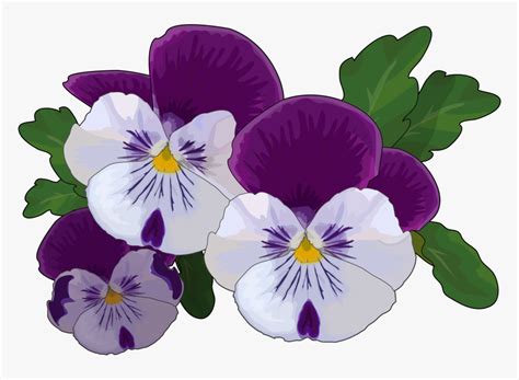 Transparent Pansy Clipart - Pansy Drawing, HD Png Download - kindpng
