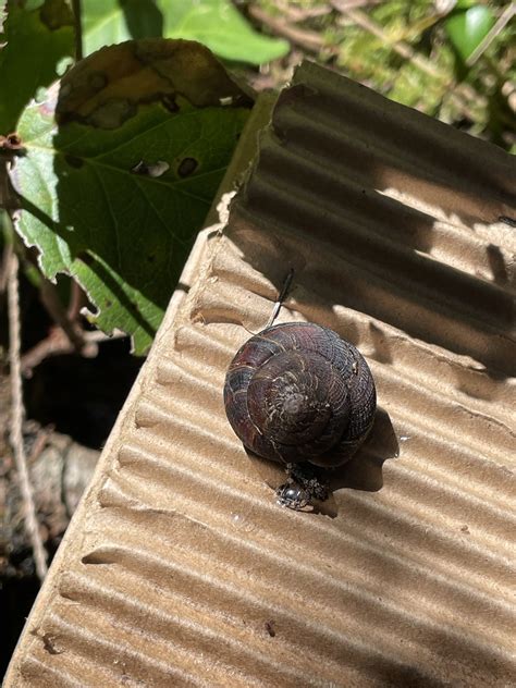 Spring searching for the elusive blue slug — Habitat Acquisition Trust