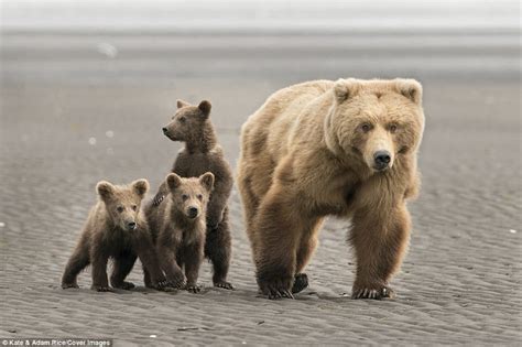 Coastal brown bear and her triplet cubs enjoy a day out | Daily Mail Online