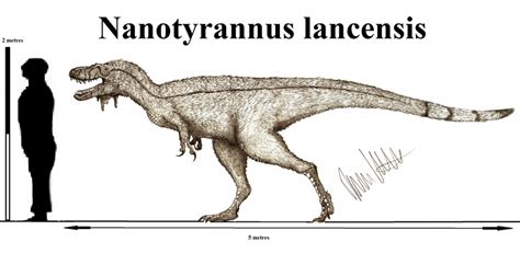 Nanotyrannus lancensis (updated) by Teratophoneus on DeviantArt