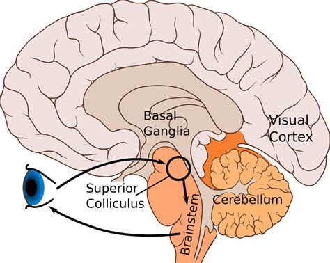 Attention — Newest Neuroscience Articles — Brain Stuff