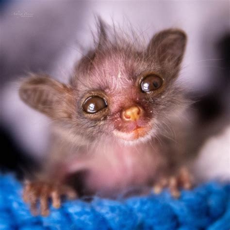 Rescued infant bush baby almost ready to be released back into the wild