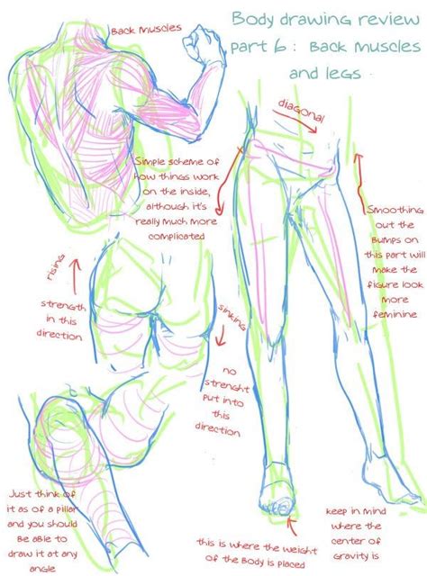 anatomy | Body drawing, Figure drawing tutorial, Anatomy drawing