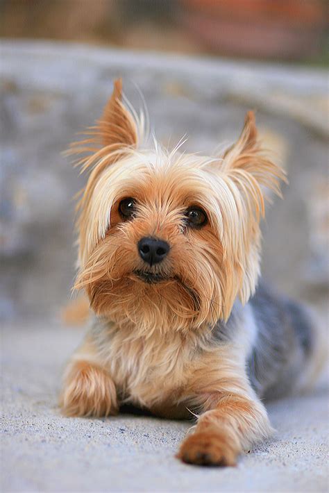 Best Behaved Small Dog Breeds | abmwater.com