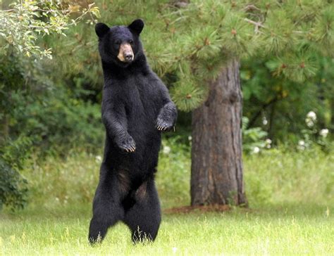 Around Our Area: Eastpoint, Fla. man attacked by bear – Sowegalive