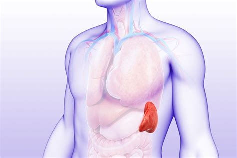 Spleen Anatomy and Function