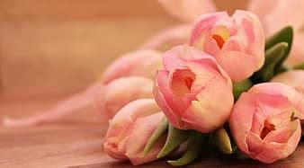 tulips, tulipa, easter egg, pink easter egg, pink, white, flowers, schnittblume, breeding tulip ...