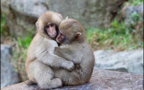 Hugging the two little monkeys together Stock Photo free download