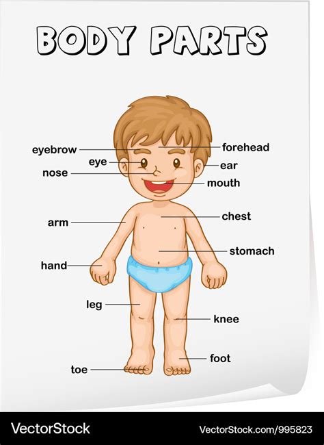 Body parts diagram poster Royalty Free Vector Image