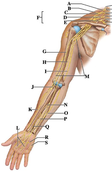 Arm nerves Diagram | Quizlet