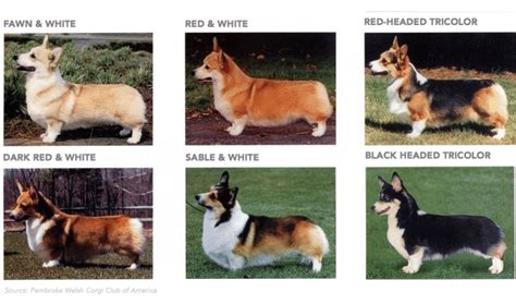 Pembroke Welsh Corgis: A Puppy Buying Guide