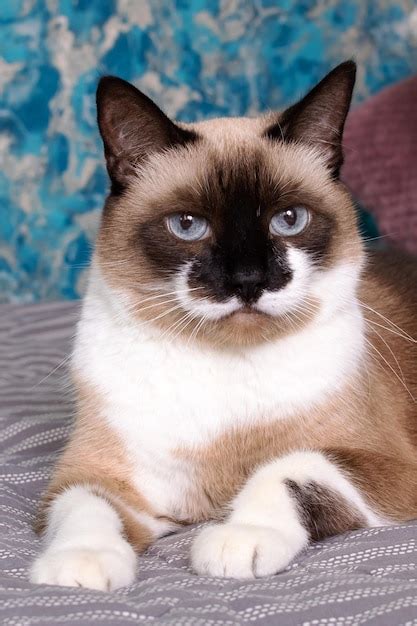 Premium Photo | Siamese cat with blue eyes closeup portrait