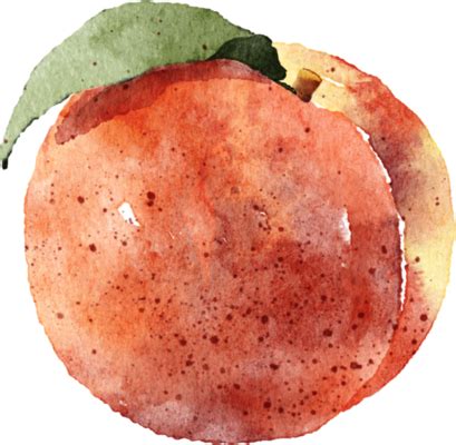 Peach Watercolor Brush PNGs for Free Download