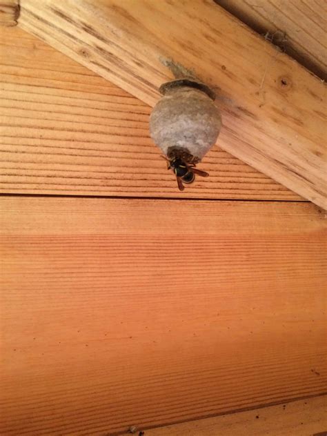 1. Queen wasp laying down fresh, wet woodpulp to build a nest; this is ...