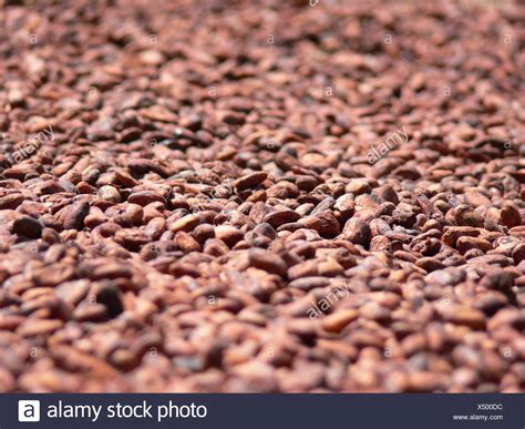 Sun Drying Cocoa Beans Stock Photos & Sun Drying Cocoa Beans Stock Images - Alamy