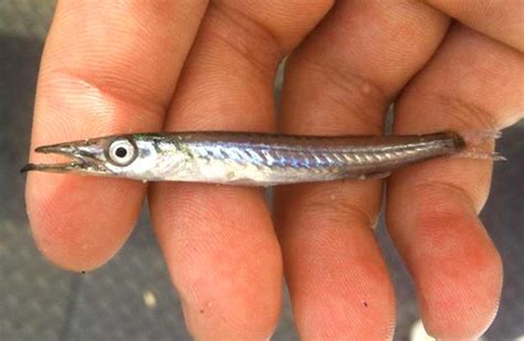 Baby Barracuda Fish: Profile, Growth, Life Cycle, Research - SeaFish