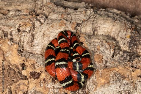 Juvenile Nelson's Milksnake in Florida Stock Photo | Adobe Stock