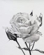 Rose by Patrick Entenmann | Roses drawing, Flower drawing, Plant drawing