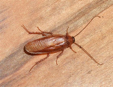 Wood Roach Vs Cockroach: How Are They Different?