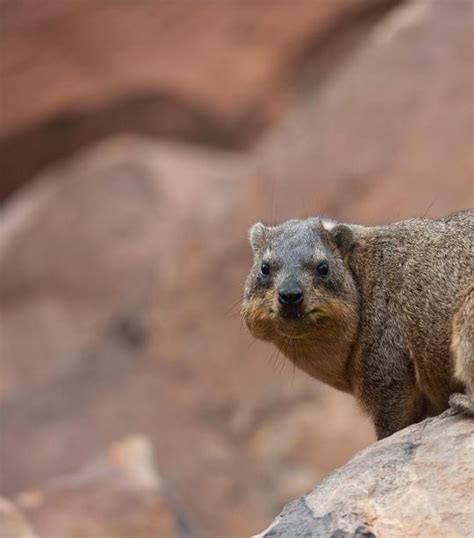 Hyrax | African Wildlife Foundation