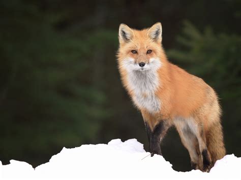 🎉 Urban fox diet. What Do Foxes Eat? • Animals Answers. 2022-10-30