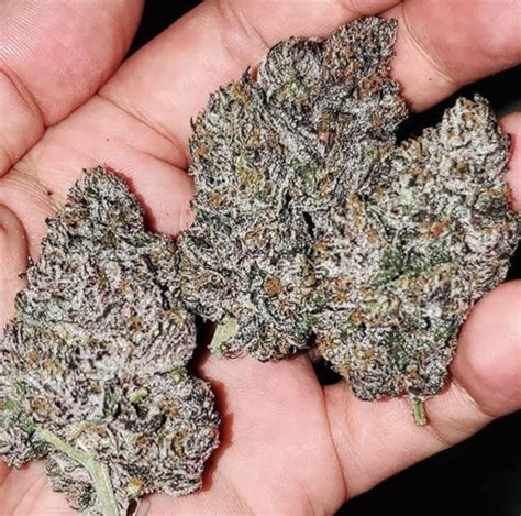 Purple Biscotti Strain - PHOTO - BULK WHOLESALE MARIJUANA FEM SEEDS